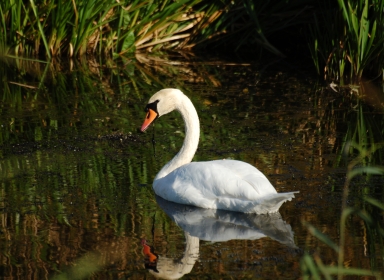 Svane