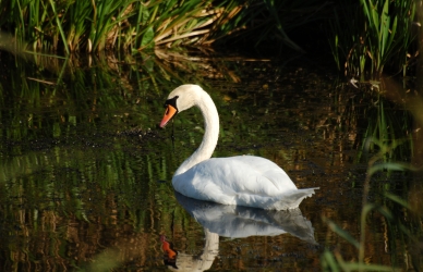 Svane